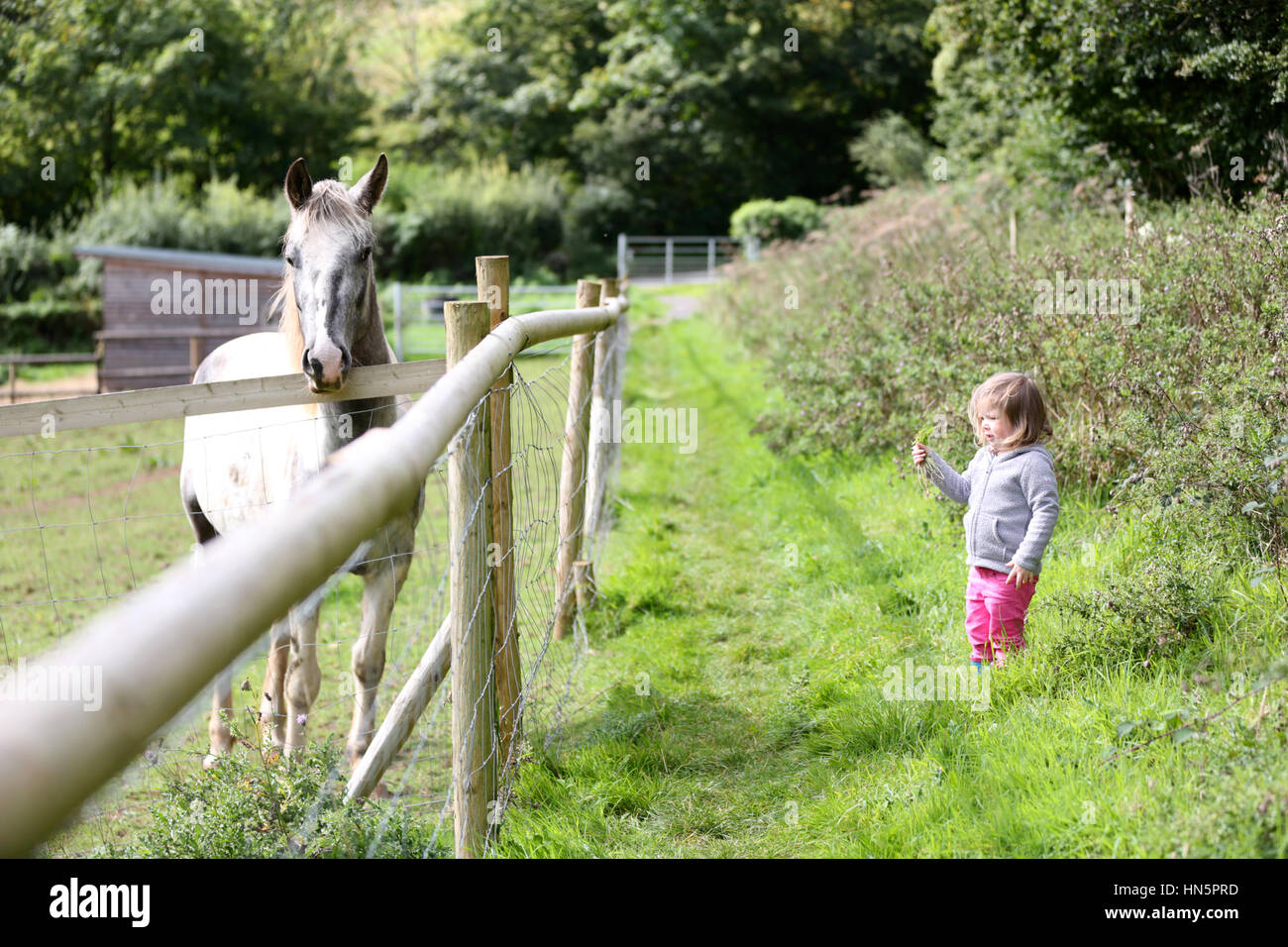 Ein junges Mädchen hält eine Handvoll Gras, ein Pferd in einem nahe gelegenen Gehäuse zu ernähren Stockfoto