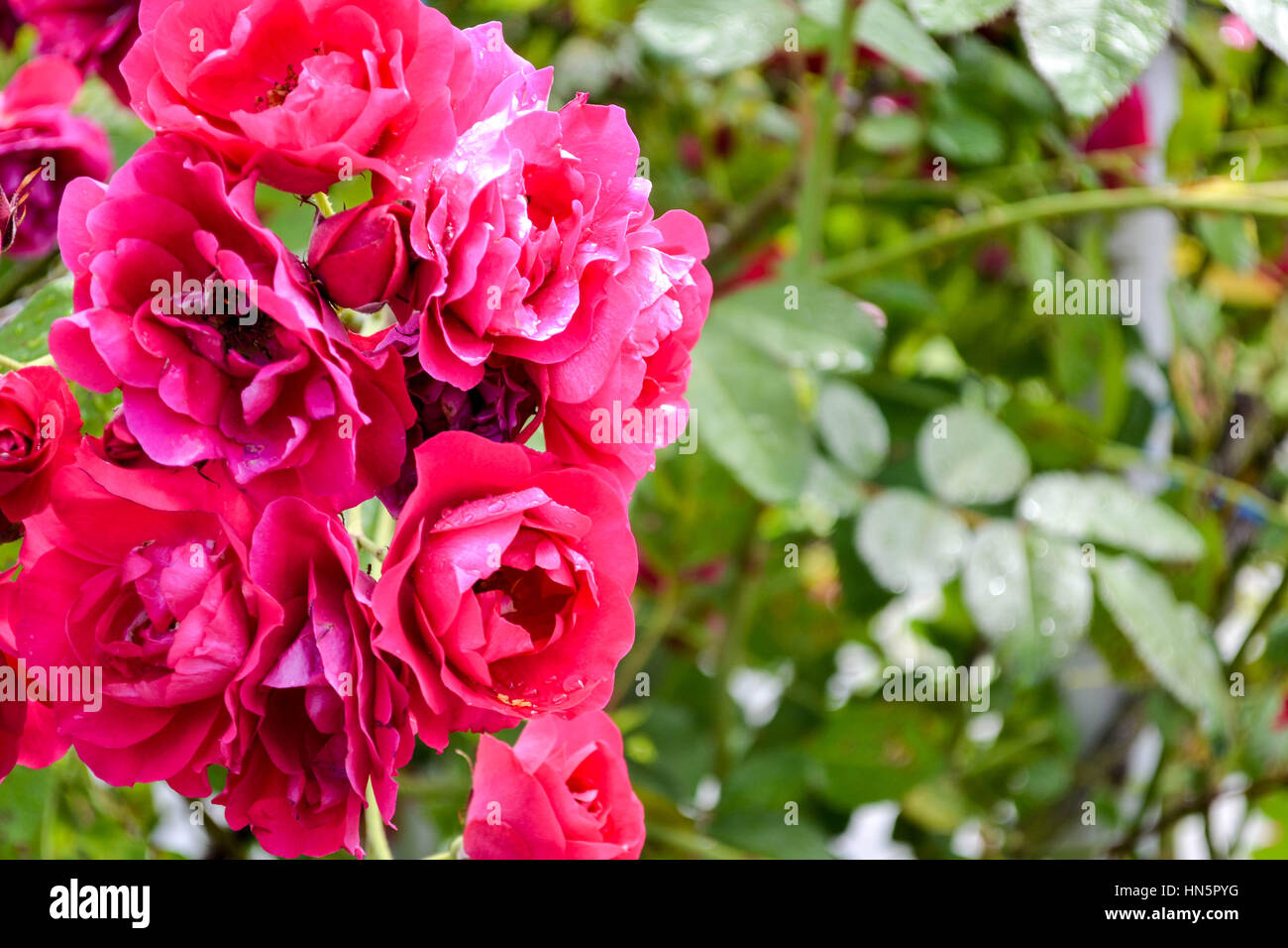 Rose aus dem Rosengarten in Petrin-Hügel in Prag Stockfoto
