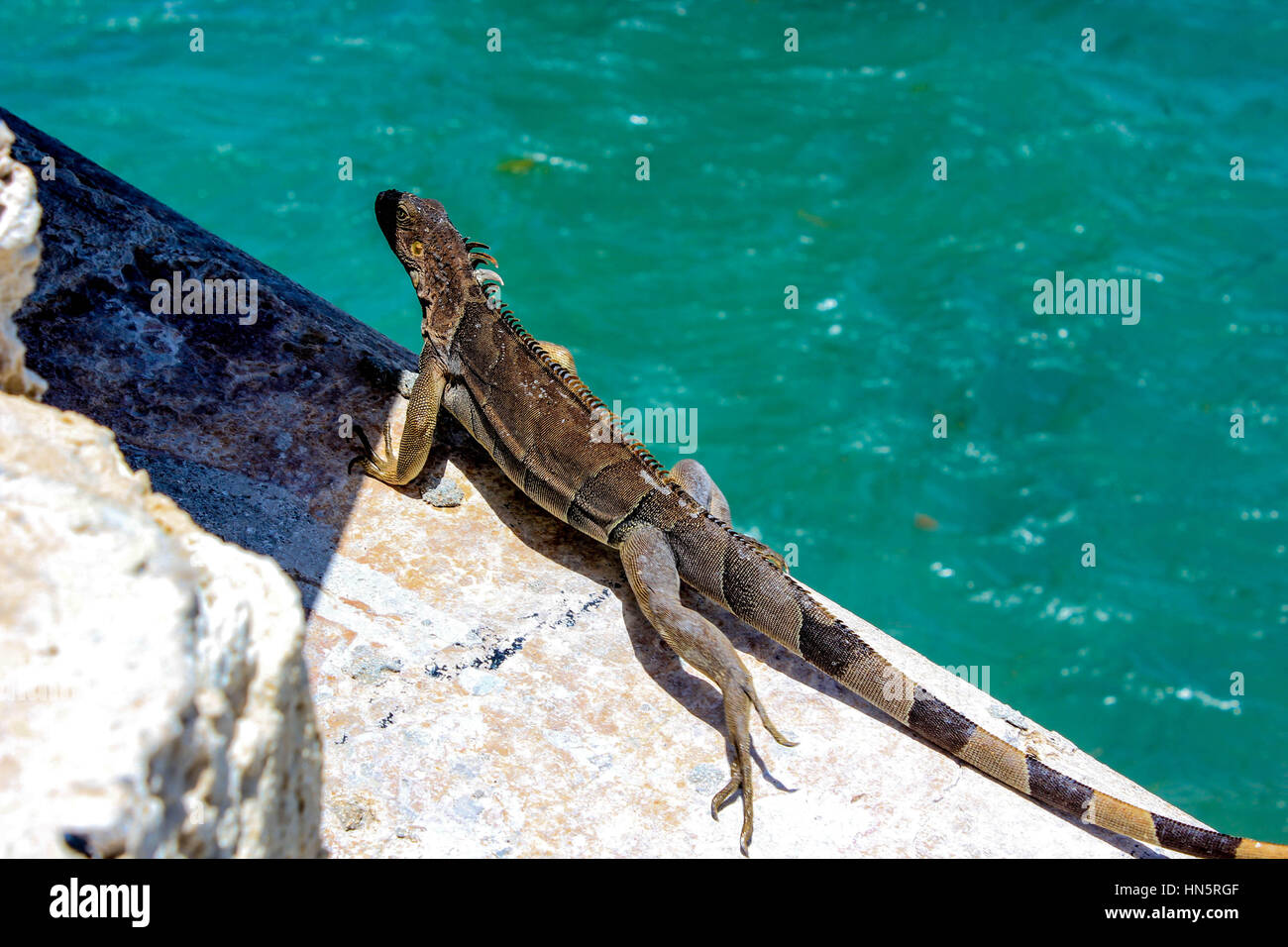 Leguan Blick ins Wasser. Aufgenommen am Seven Mile Bridge in Florida Keys. Stockfoto