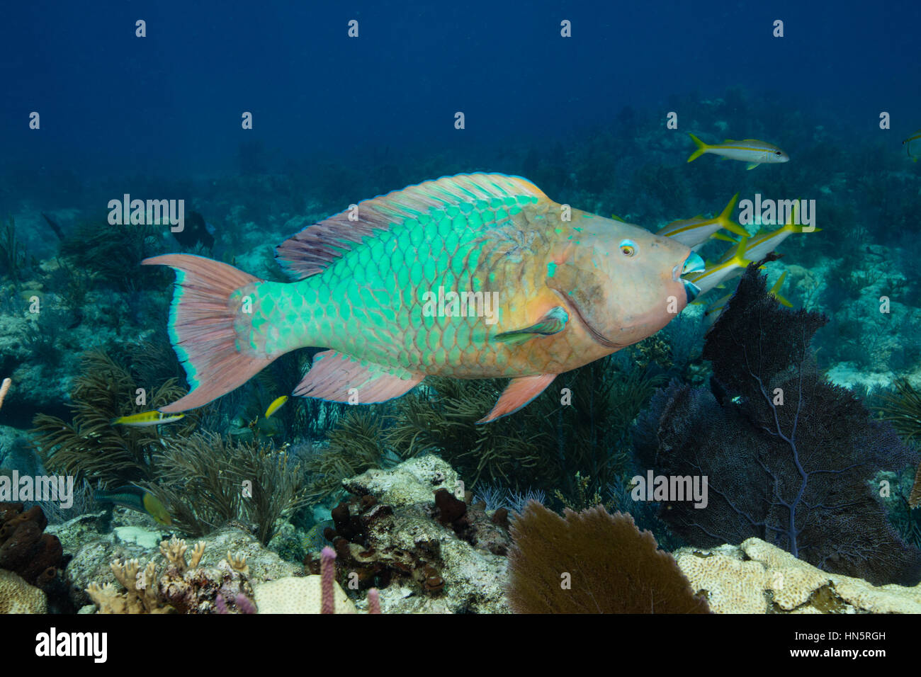 Regenbogen-Papageienfisch, huschen über das Riff. Stockfoto