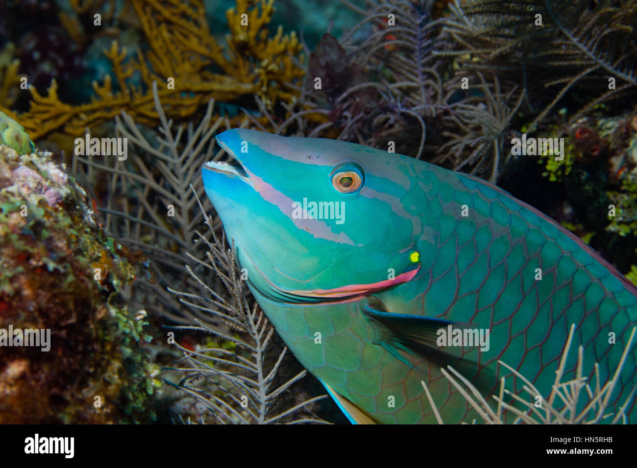 Nahaufnahme der Stoplight Papageienfisch. Stockfoto