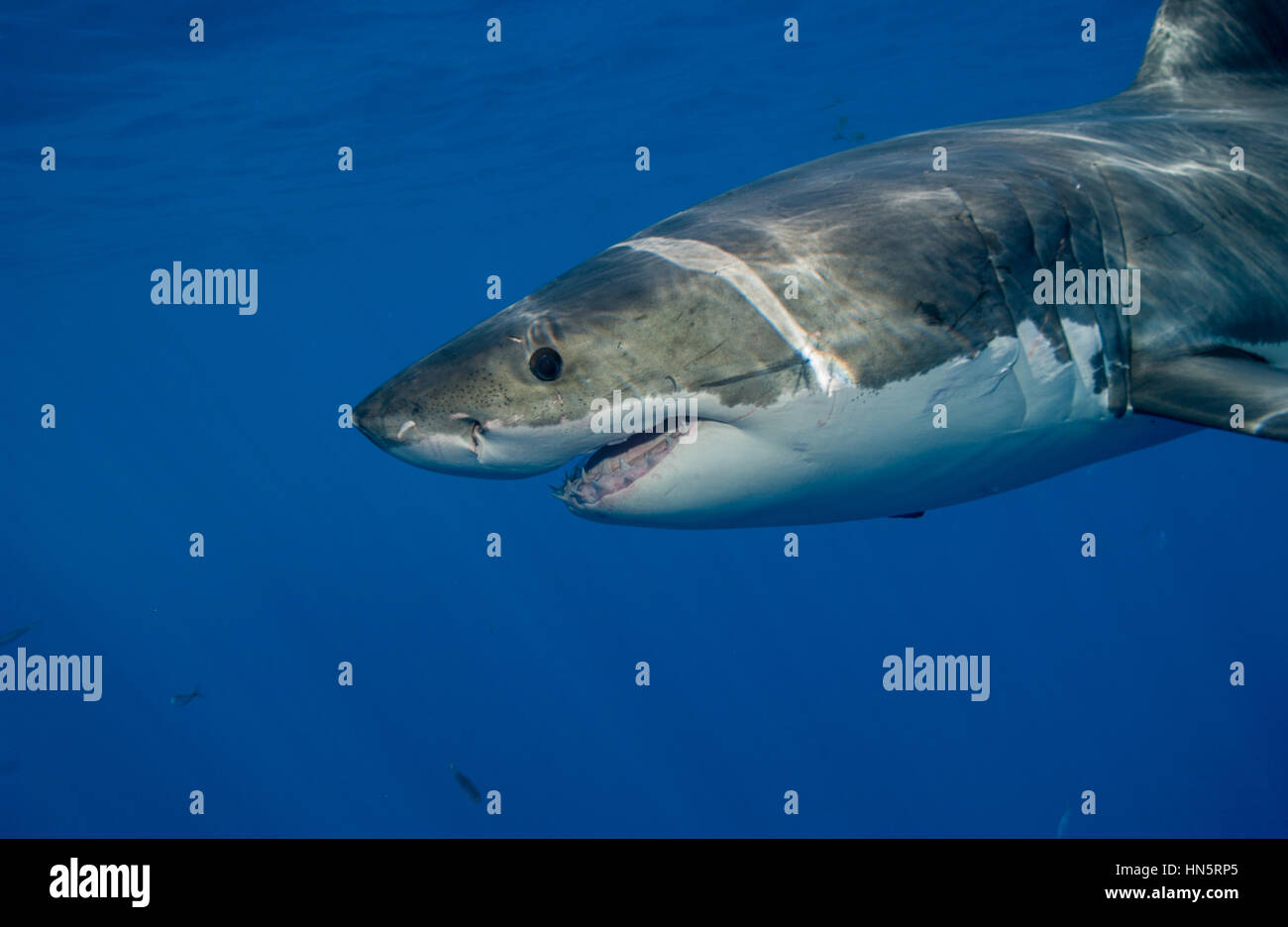 Great White Shark, Guadalupe, Mexiko Stockfoto
