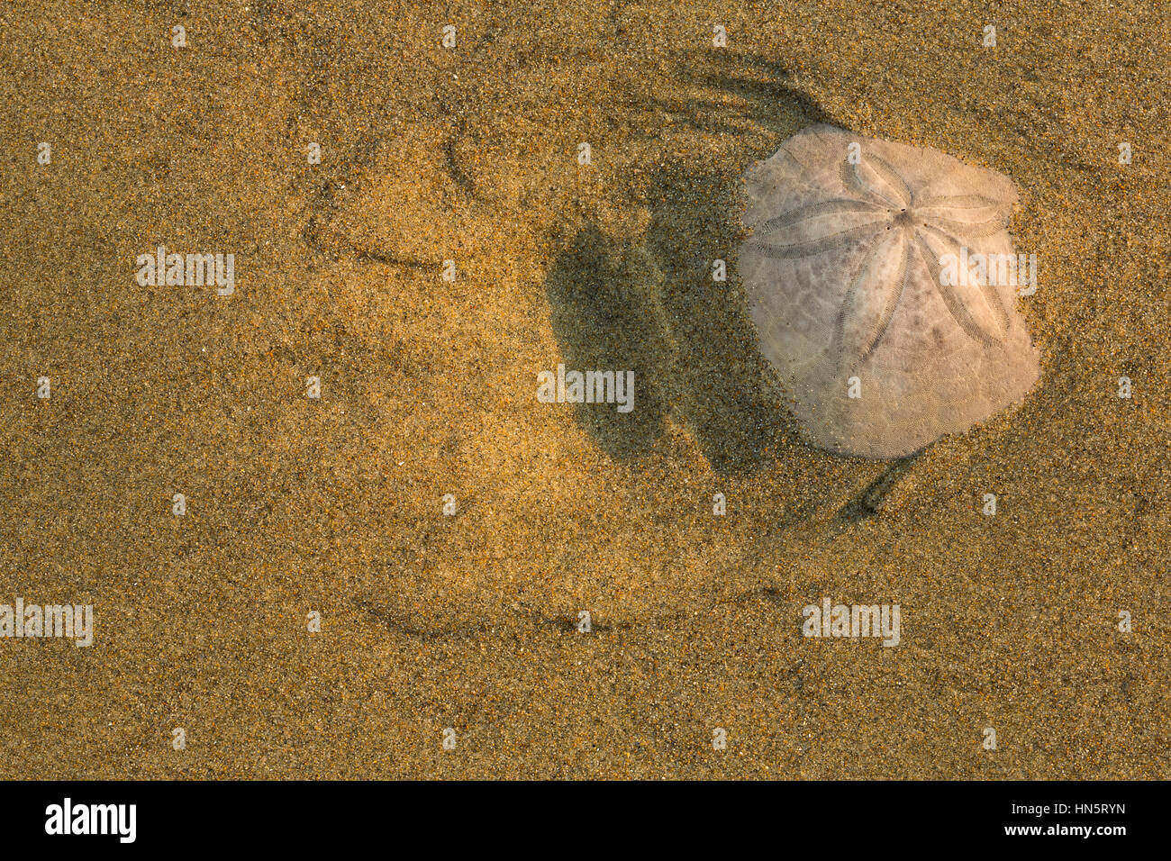 Ein Sand-Dollars und Sand am Strand in der Nähe von Ruhestand, Oregon. USA Stockfoto