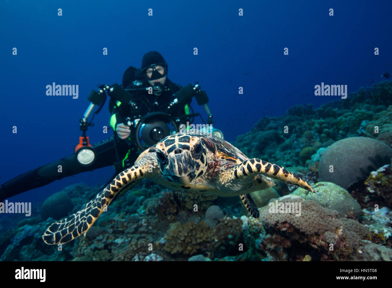 Fotograf und Hawksbill Turtle, Salomon-Inseln. Stockfoto