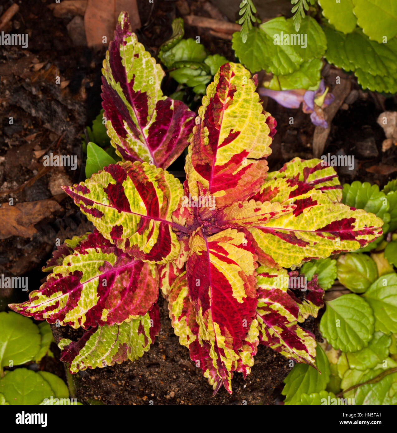 Bunten goldgelb Blätter mit tiefen, satten roten Flecken Solenostemon Sorte, bekannt als Coleus auf grünem Hintergrund Stockfoto