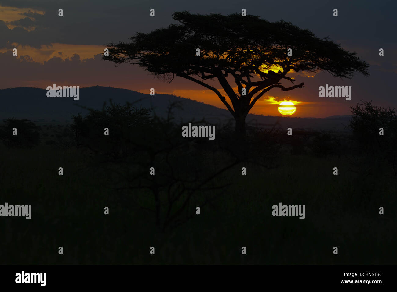 Sonnenuntergang in der Serengeti Nationalpark, Tansania, Zentralafrika Stockfoto