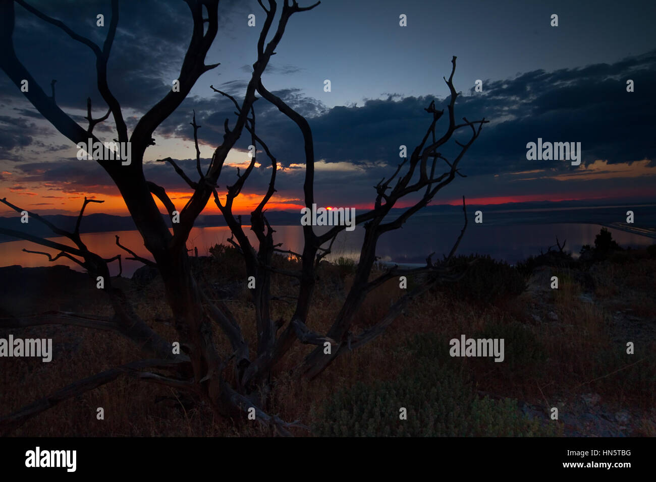 Filiale vor Sonnenuntergang am Stansbury Island, Tooele, Utah, USA Stockfoto