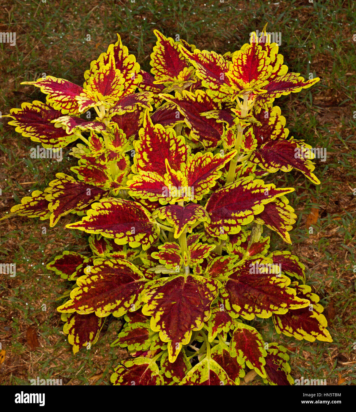 Atemberaubende hell gefärbt goldgelb und dunkelrot lässt Solenostemon Sorte Karneval - bekannt als Coleus auf dunklem Hintergrund Stockfoto