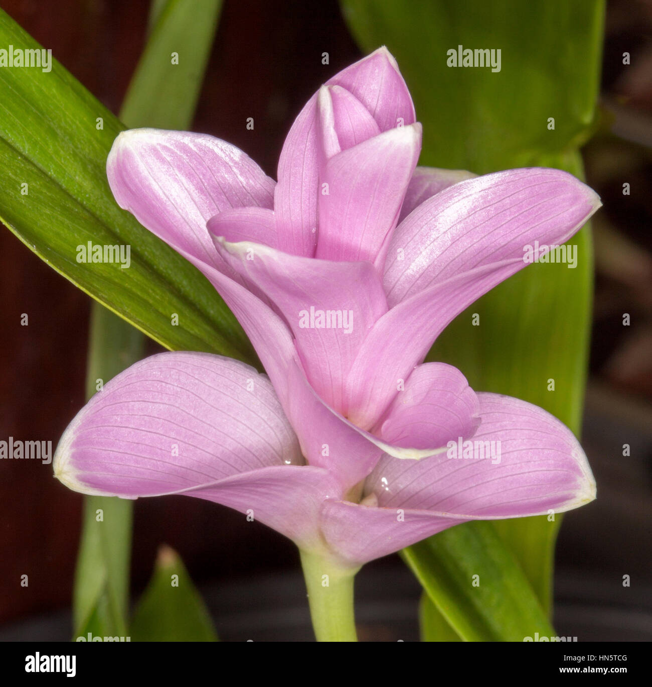 Atemberaubende rosa Blume der Curcuma 'Rosa Perle' - eine ornamentale Ingwer, mit weißen Spitzen auf Blütenblätter und Hintergrund der hellgrünen Blätter Stockfoto