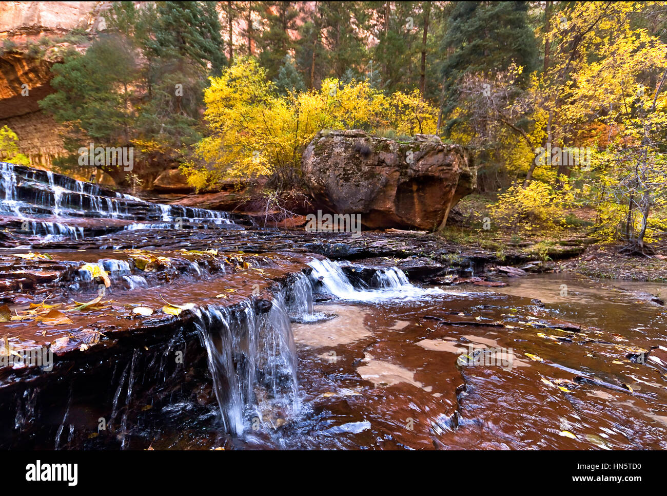 Farben des Herbstes entlang Virgin River U-Bahn Wanderung im Zion National Park, Springville, Utah, USA Stockfoto