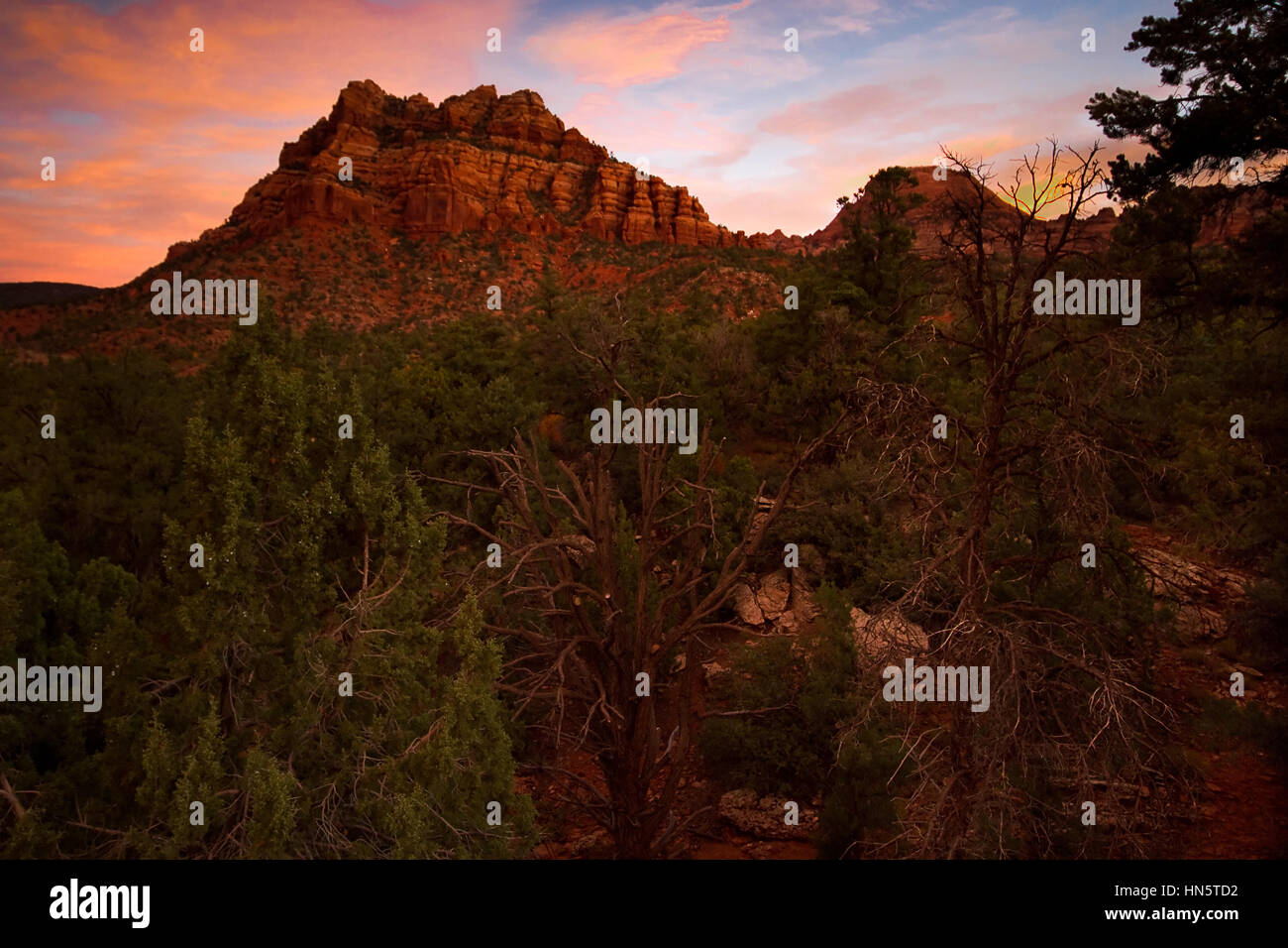 Red Rock Gebirgsbildung im Zion National Park, Springville, Utah, USA Stockfoto