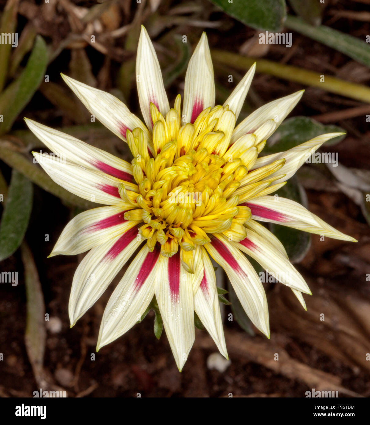 Ungewöhnliche Doppel Gazanien Blume mit rot und Creme gestreiften Blüten auf dunklen braunen Hintergrund Stockfoto