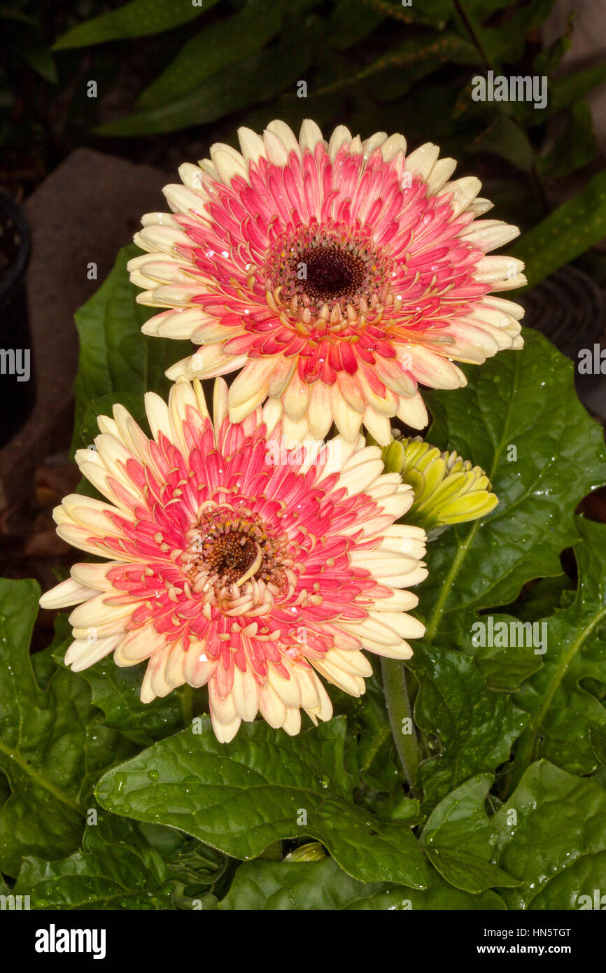 Zwei atemberaubende Doppelzimmer Gerbera Blumen (Lifestyle-Serie), hell rosa Blütenblättern eingefasst mit Aprikose / Creme, umgeben von dunkelgrünen Blättern auf dunkler Bkgd Stockfoto