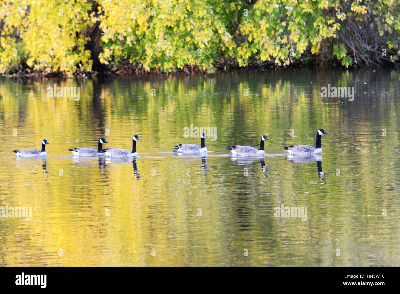 Kanadagänse schwimmen auf dem Fluss Stockfoto