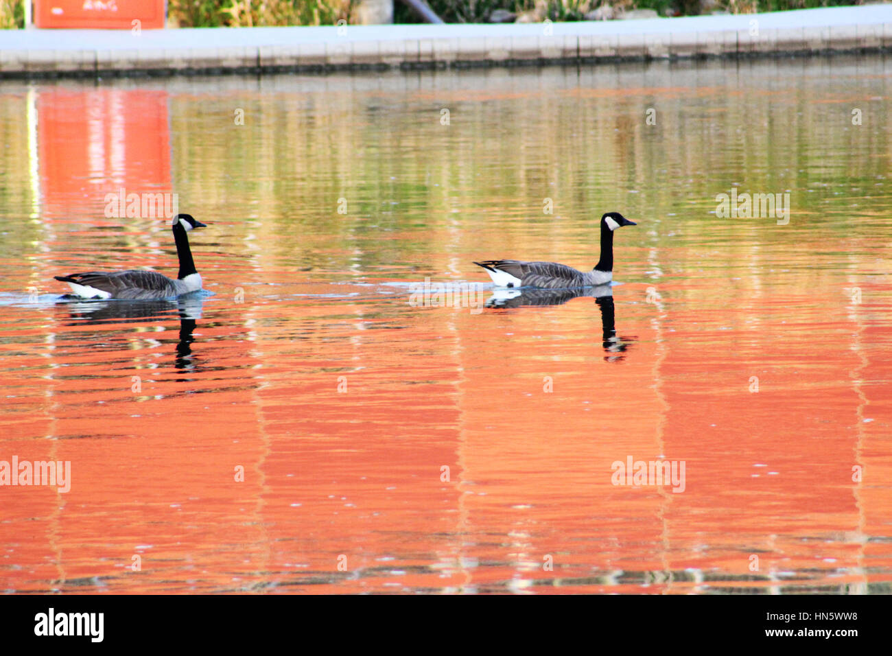 Kanadagänse schwimmen auf dem Fluss Stockfoto