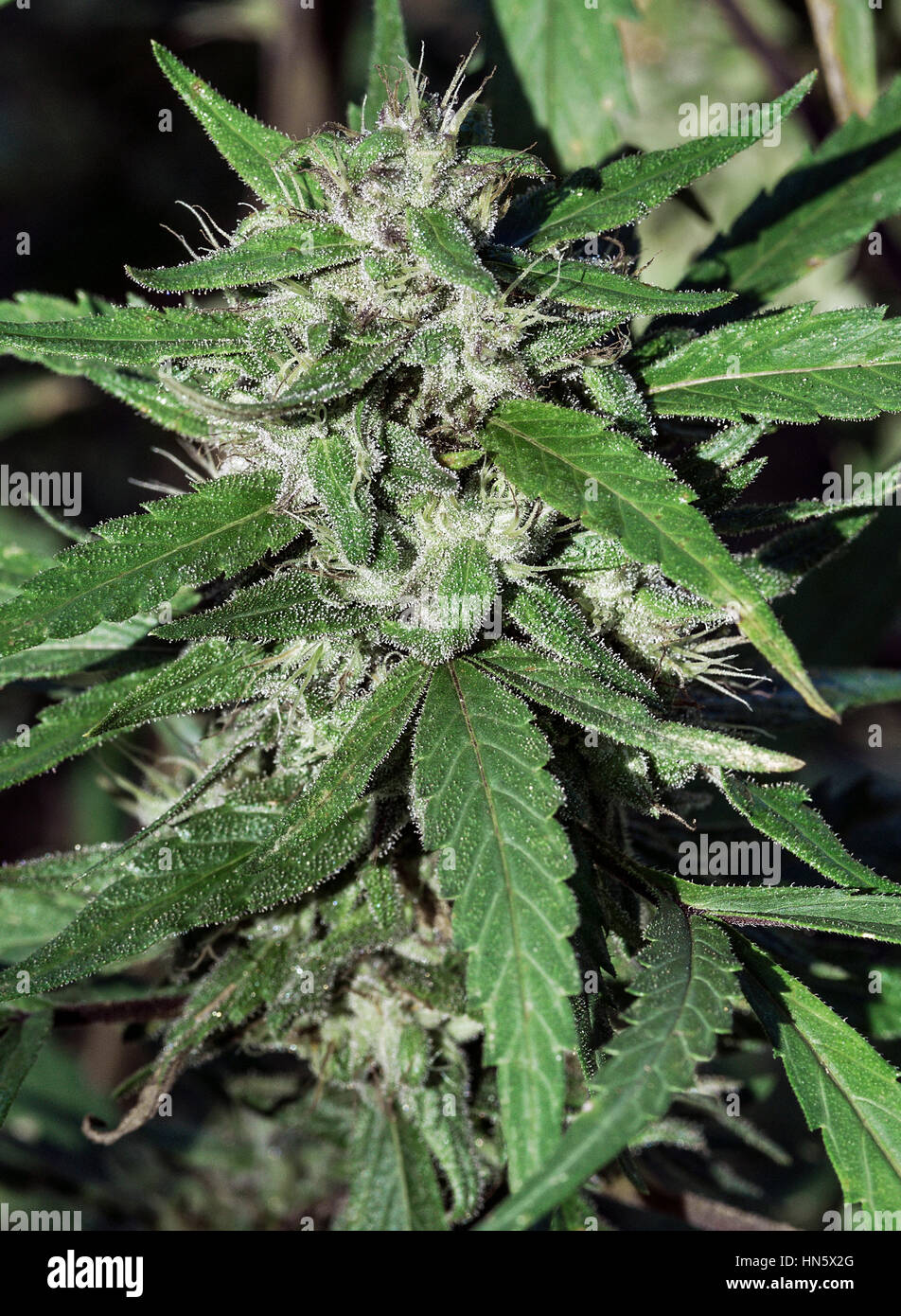 Marihuana Pflanze Detail, Jamaika Stockfoto