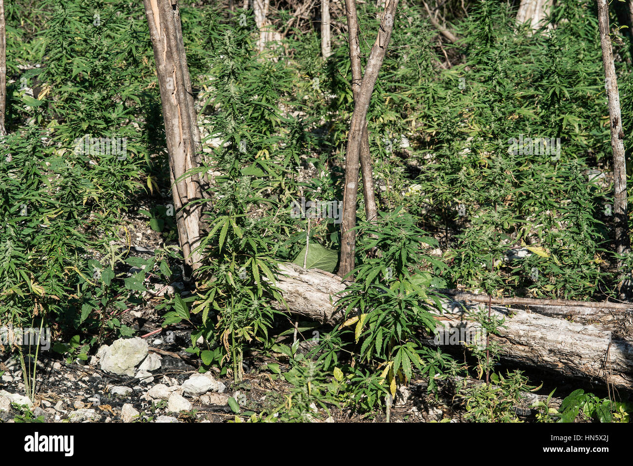 Marihuana-Pflanzen, Jamaika. Stockfoto