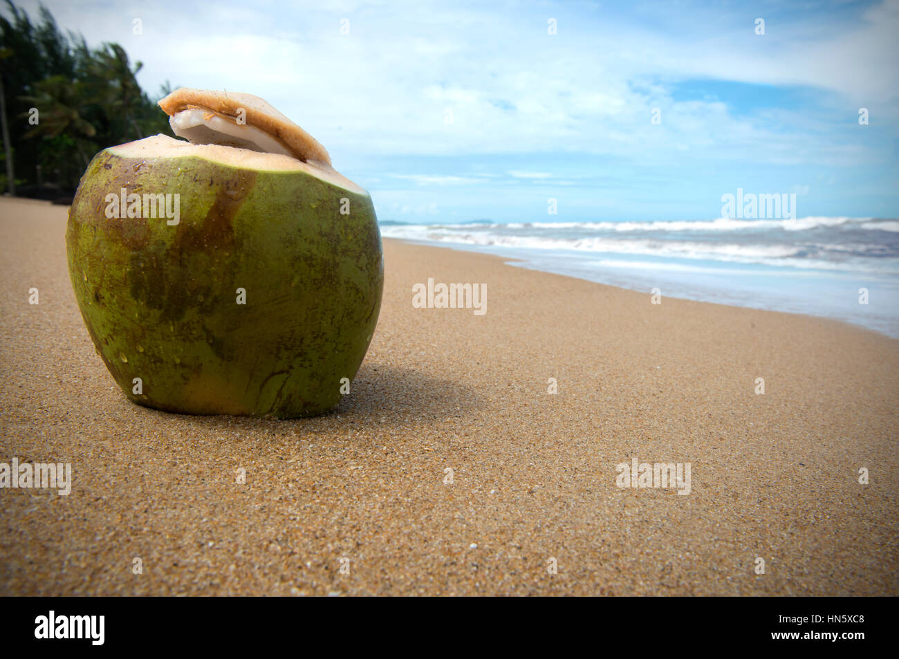 Grüne Kokosnuss am Strand. Stockfoto