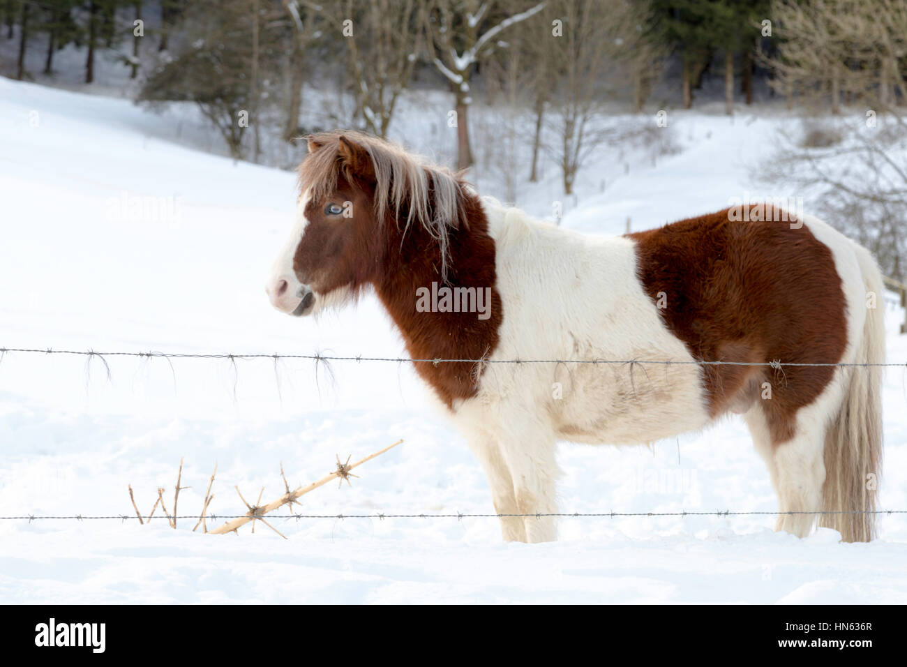 Shetland Pony Pferd stehend in einem schneebedeckten Feld, Sauerland, Deutschland. Stockfoto