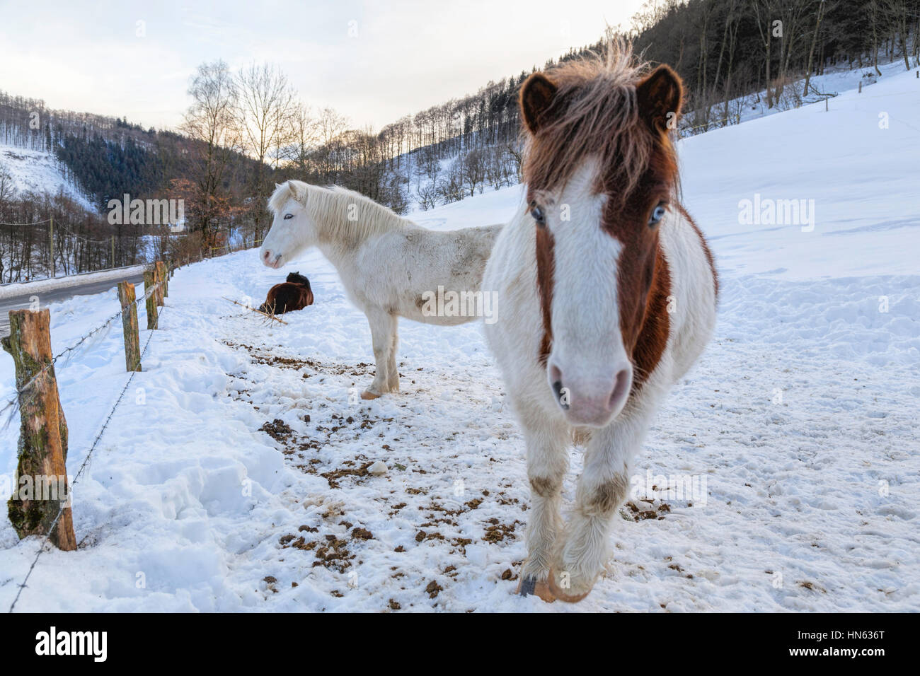 Shetland Pony Pferde in einem schneebedeckten Feld, Sauerland, Deutschland. Stockfoto