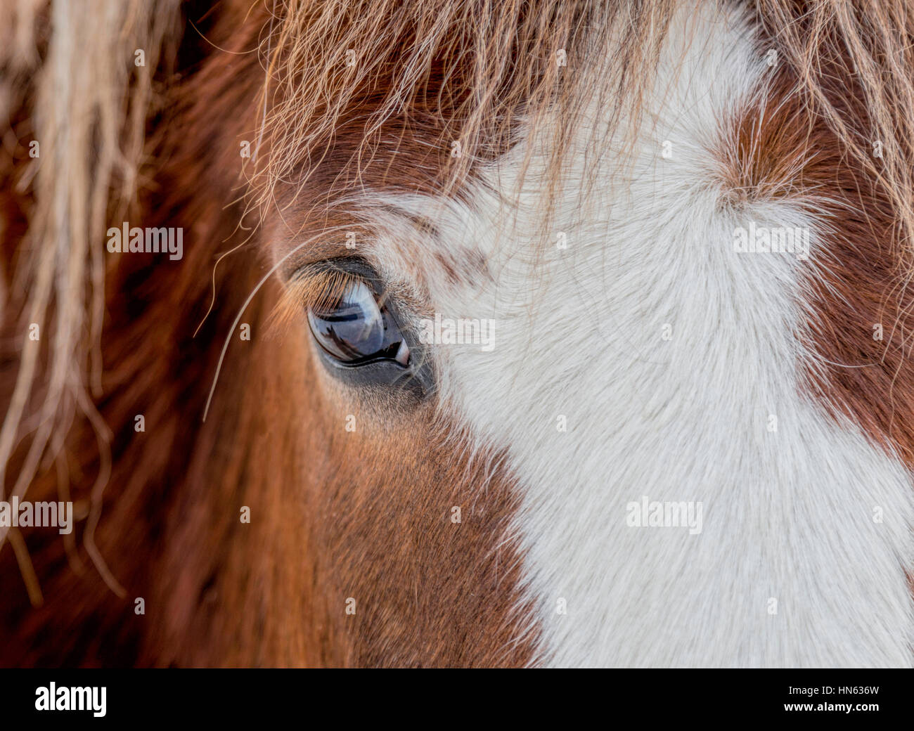 Close-up Portrait von Shetland Pony Pferde Stockfoto