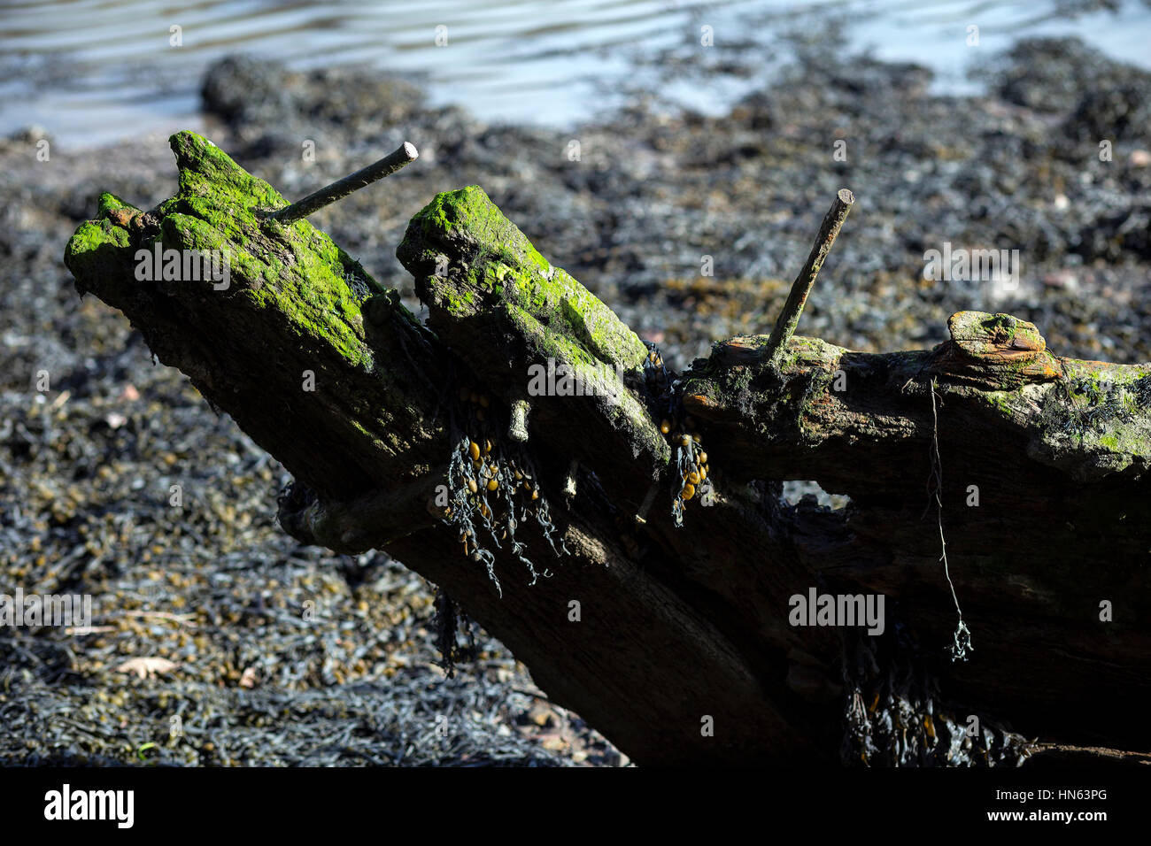Schafe grasen auf der Weide in der Nähe von Stoke Gabriel Stockfoto