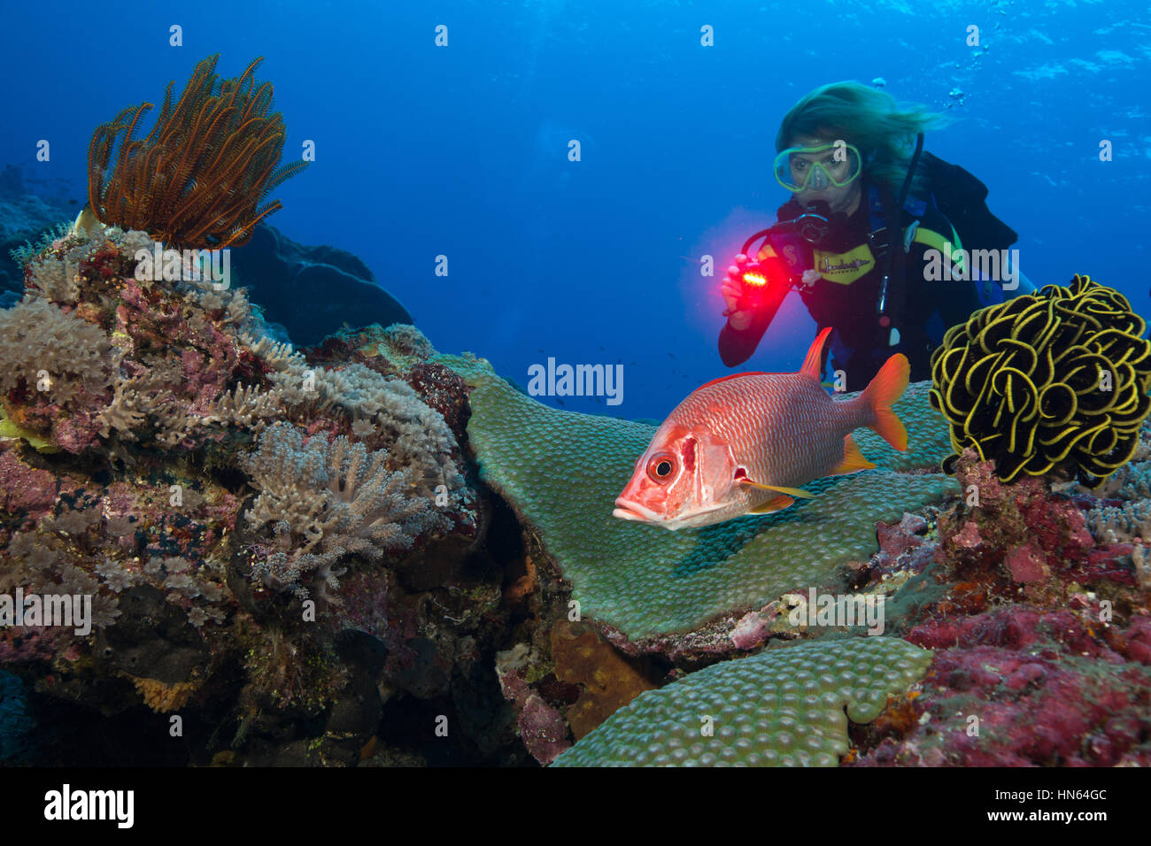 Scuba Diver bewundert die lebendige Farbe von einem Sabre squirrelfish Stockfoto