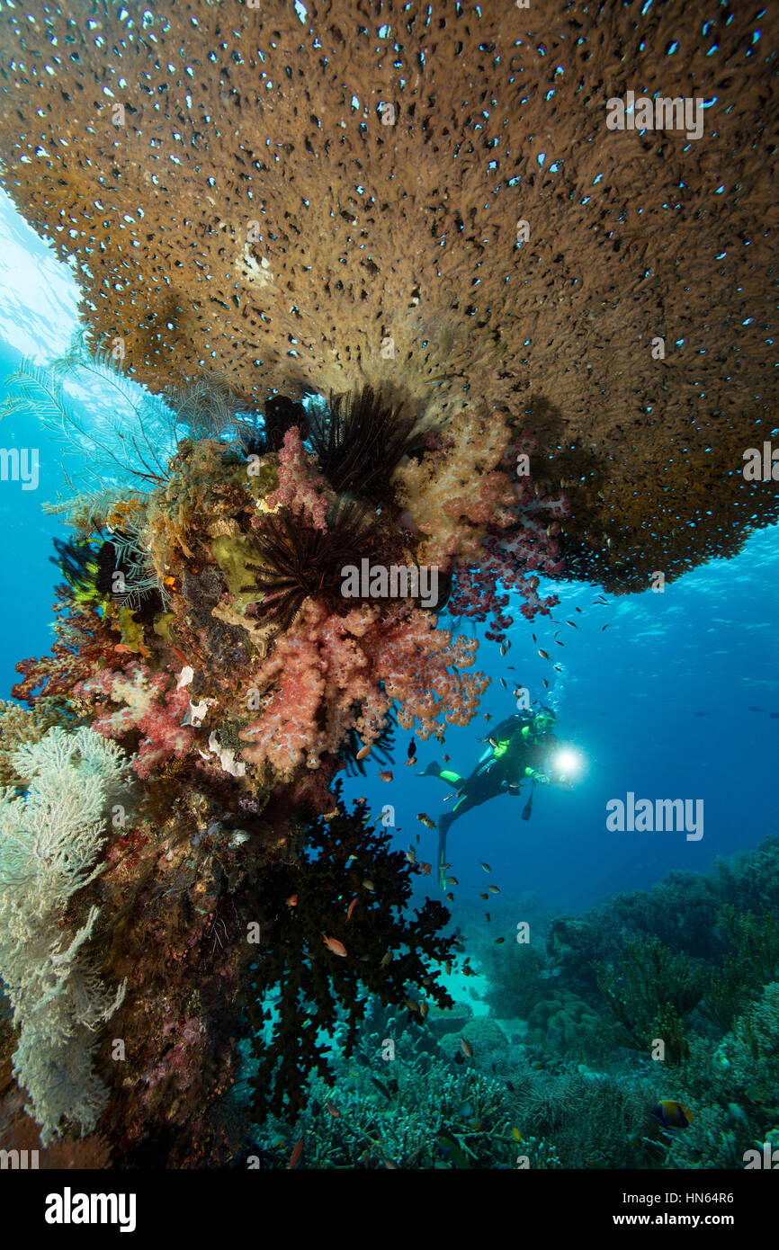 Unterwasser-Fotografen auf Lighthouse Reef, Gili Lawa Laut Insel. Stockfoto
