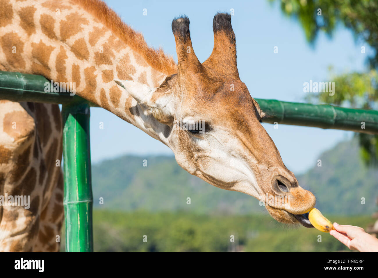 Fütterung der Tiere, Essen Giraffen Bananen. Stockfoto