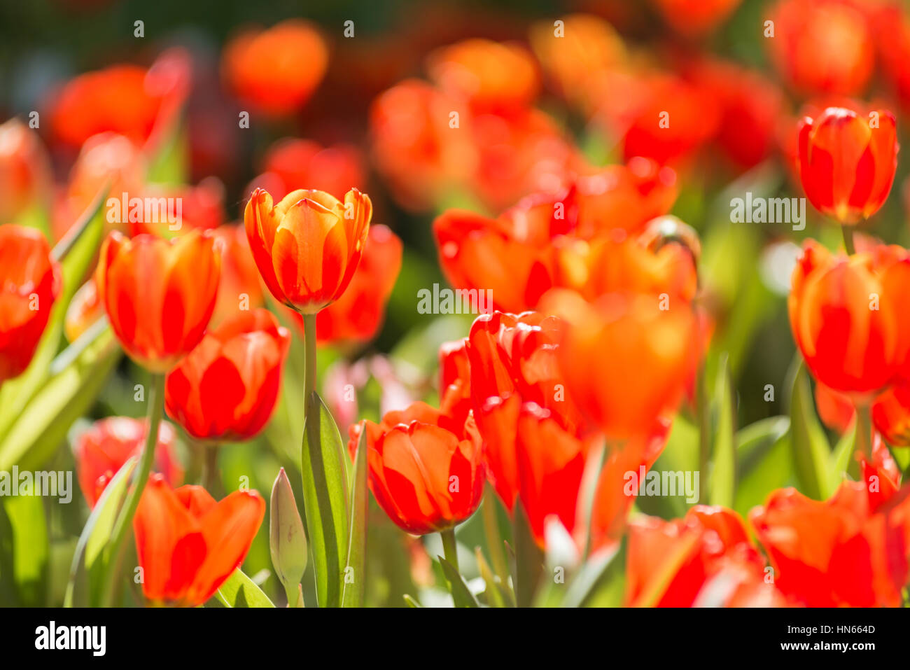 Rote Tulpen im Garten Stockfoto