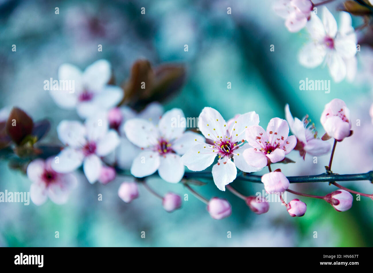Pflaume-Baum blüht im Frühjahr Stockfoto