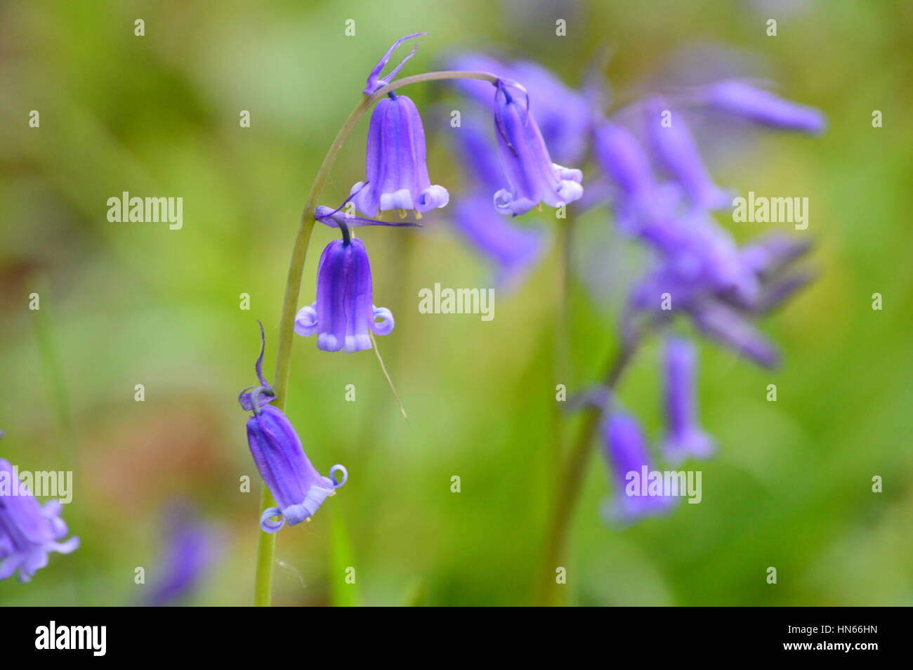 Britische Glockenblumen in englischen Woodland Stockfoto