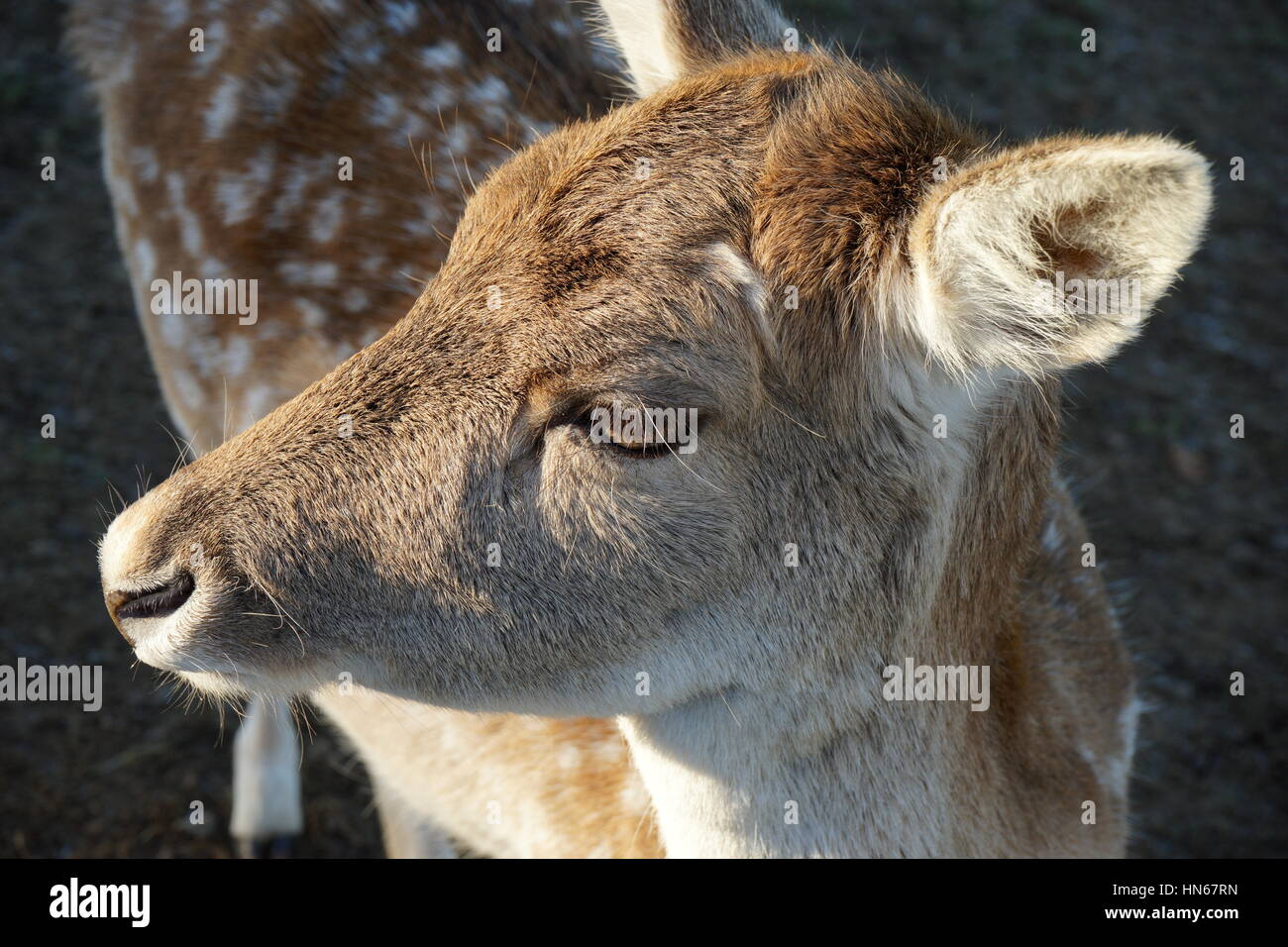 Damwild Stockfoto