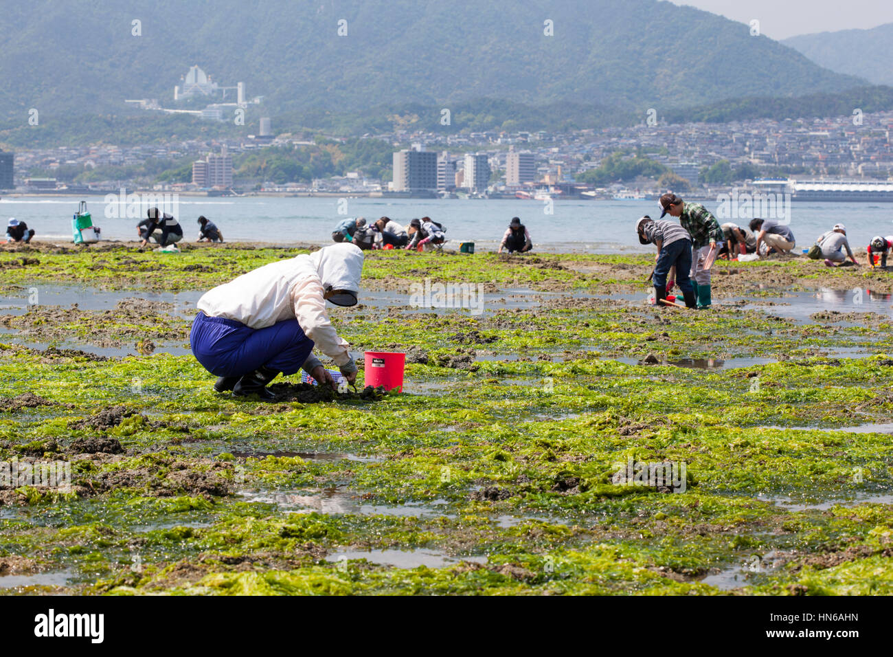 Miyajima, Japan - 5. Mai 2012: Menschen auf der Suche nach Muscheln bei Ebbe an der Küste der Insel Itsukushima - im Volksmund bekannt als Miyajima, coll Stockfoto