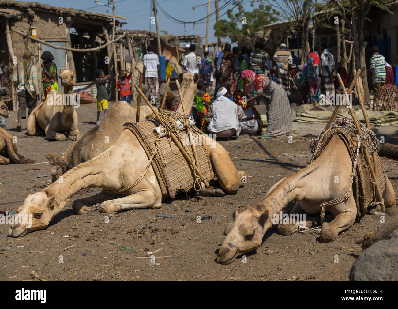 Kamele, schlafen auf dem Markt, der Ferne Region, Assaita, Äthiopien Stockfoto
