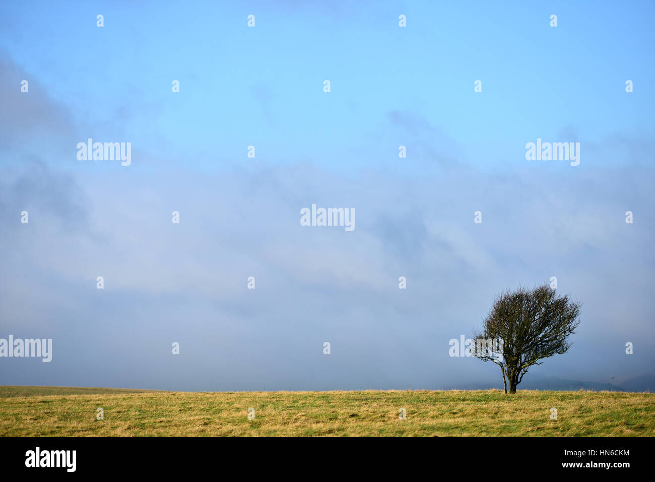 Windgepeitschten Kleinbaum und niedrige Wolken Stockfoto