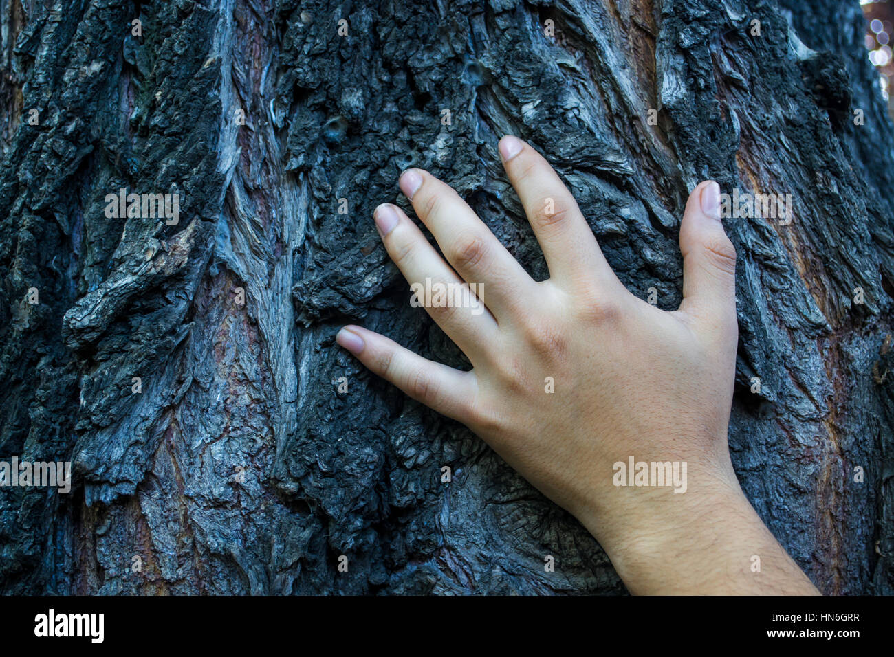 Hand an den Baumstamm hängen Stockfoto