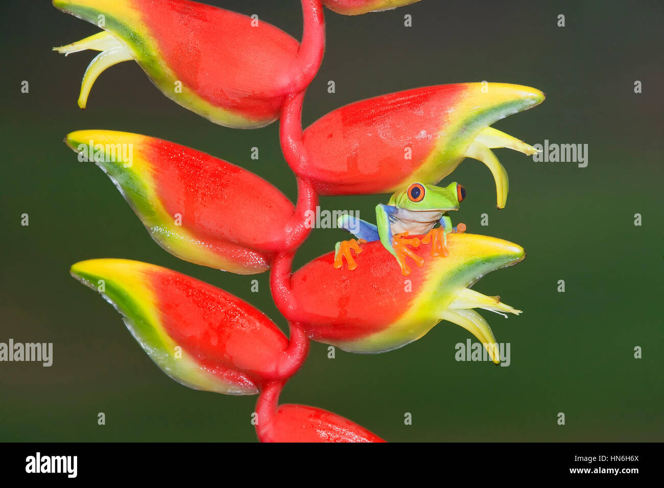 Red-eyed Tree Frog (agalychnis callydrias) auf karabinerverschluss (Heliconia Rostrata), Costa Rica Stockfoto