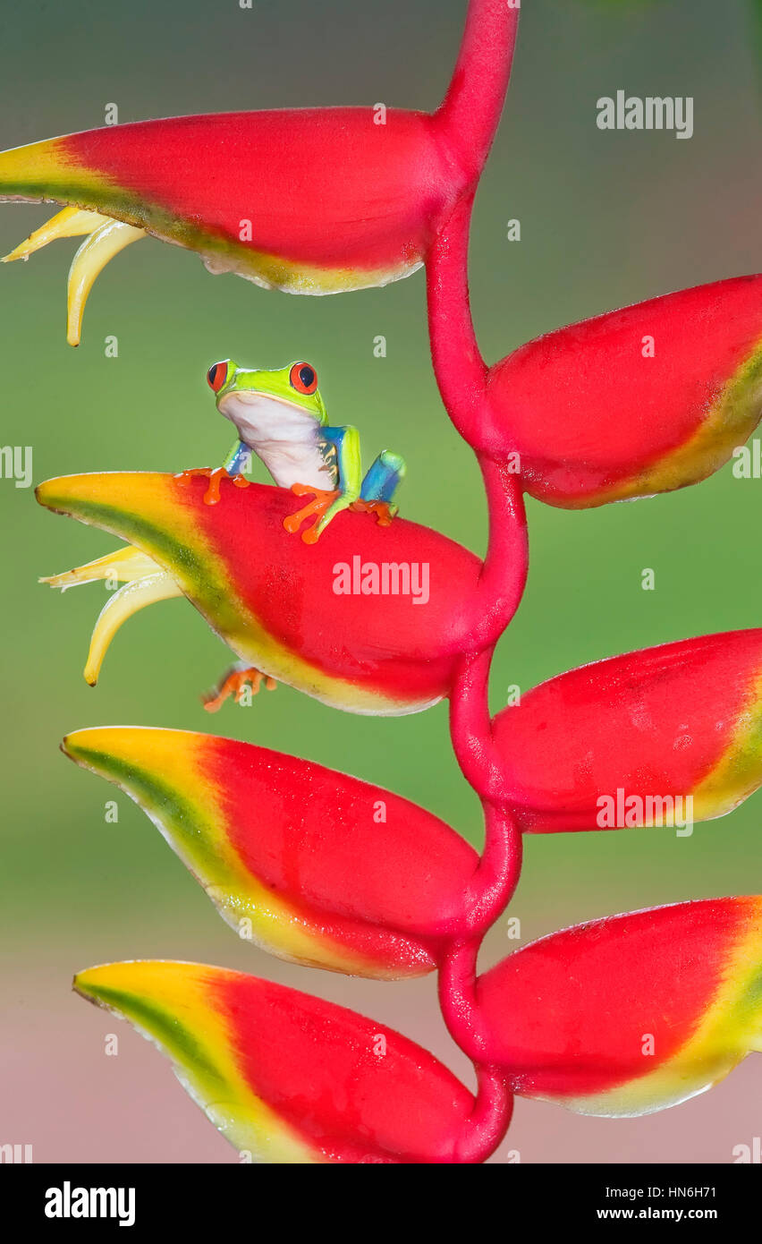Red-eyed Tree Frog (agalychnis callydrias) auf karabinerverschluss (Heliconia Rostrata), Costa Rica Stockfoto