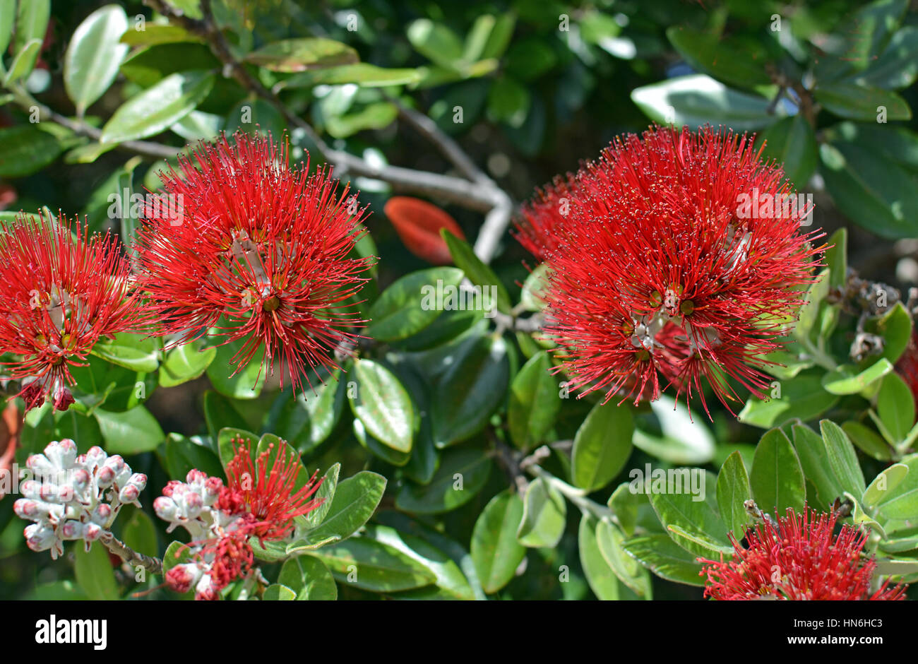 Detailansicht der Pohutukawa Blumen in voller Blüte im Hochsommer. Kaiteriteri, Neuseeland Stockfoto