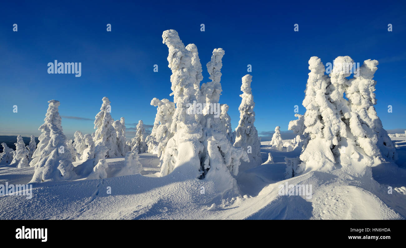 Winter auf dem Brocken, verschneite Tannen, Schnee gebogen, Nationalpark Harz, Sachsen-Anhalt, Deutschland Stockfoto
