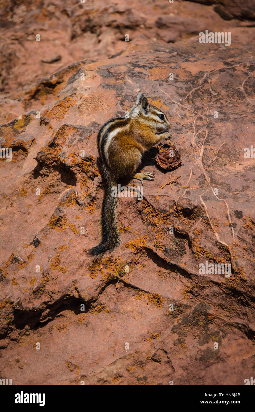 Streifenhörnchen Essen Grube von Peach im Zion Nationalpark, Utah. Stockfoto