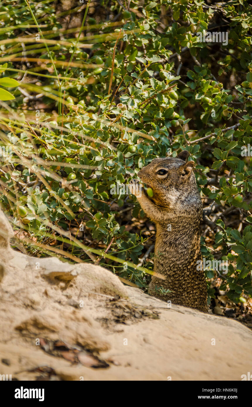 Rock Eichhörnchen, ist eine große Grundeichhörnchen, essen Eicheln in Zion Nationalpark Stockfoto