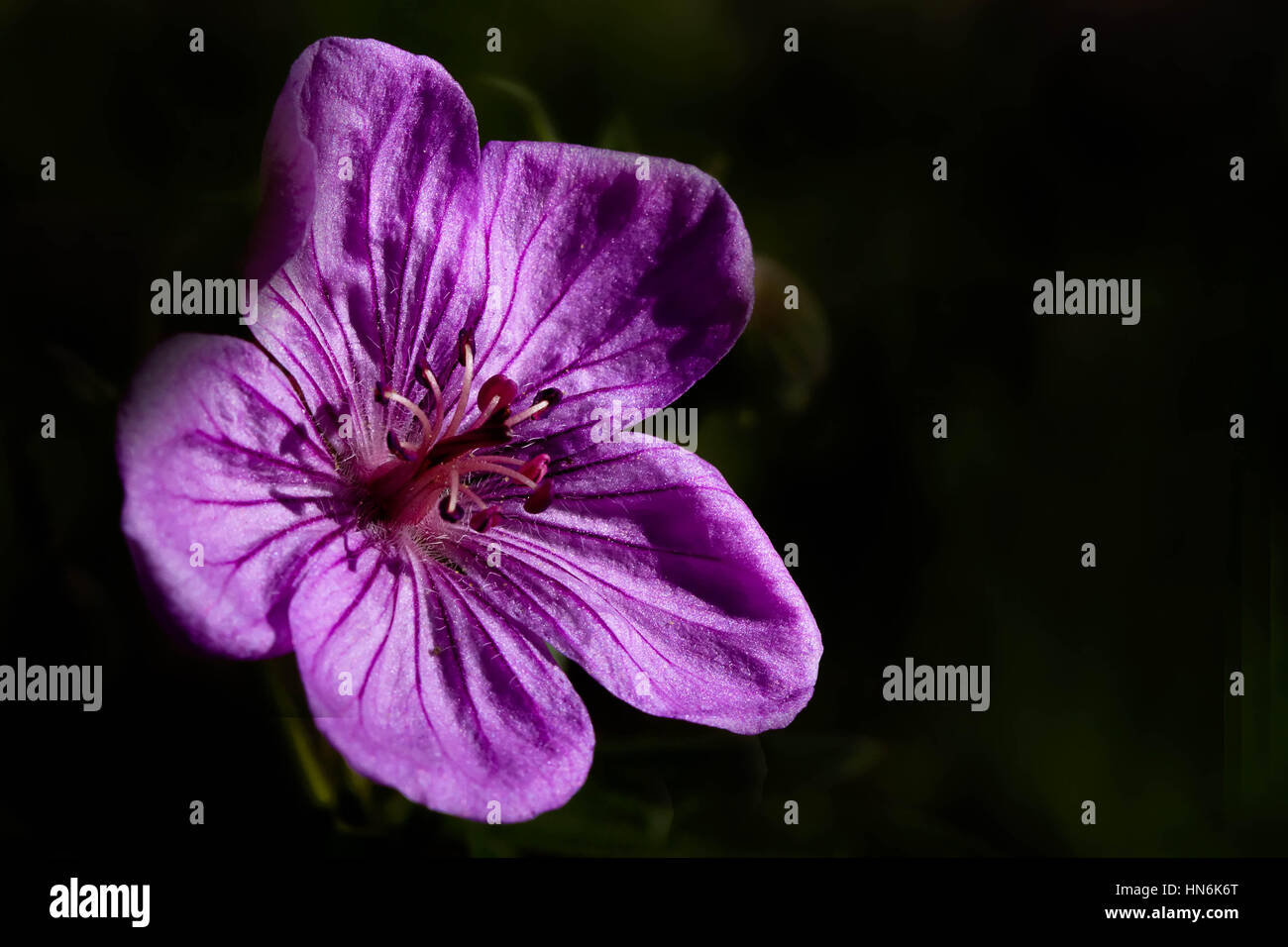 Makro Nahaufnahme von lila Blüten in Nord-Utah, USA Stockfoto