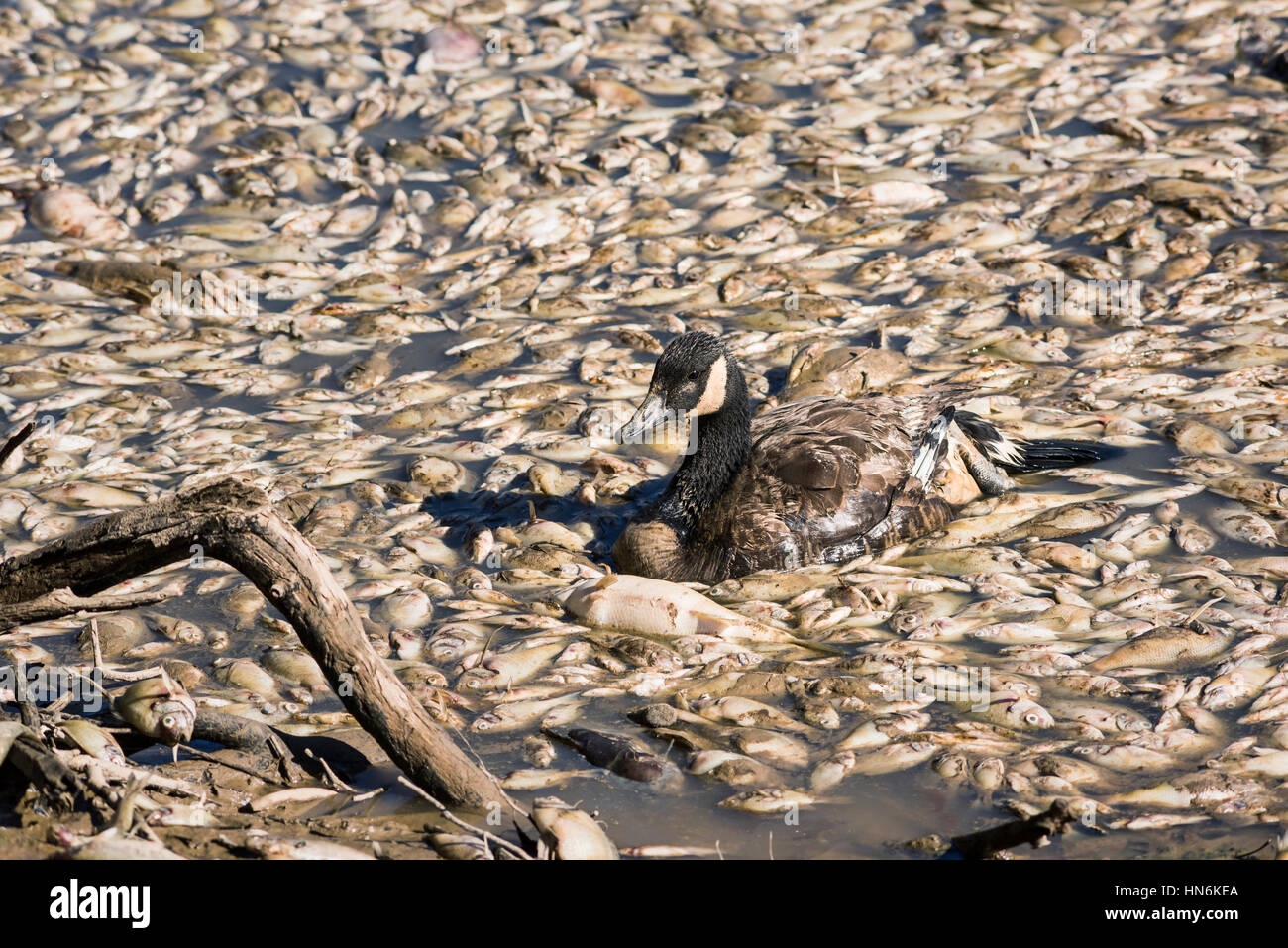 Tote Fische und kranke Gans nach See Entwässerung und Baggerarbeiten im Royal Lake Park in Fairfax, Virginia Stockfoto