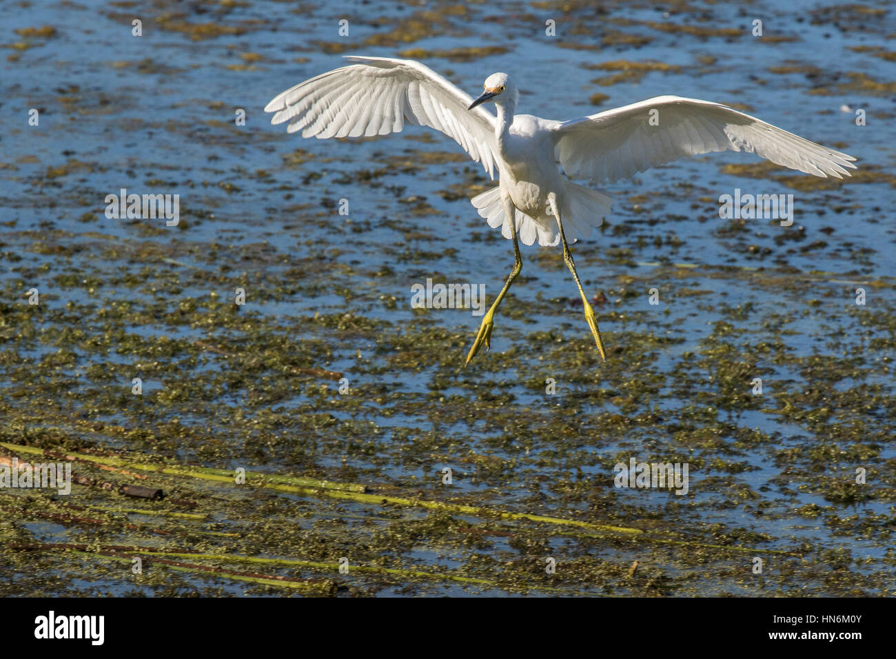 Snowy Egret Landung in Ellis Creek Wasser Recycling Anlage, Petaluma, Kalifornien Stockfoto