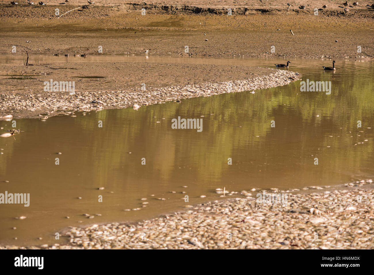 Tote Fische im Wasser schwimmen Gänse nach der See Entwässerung und Baggerarbeiten im Royal Lake Park in Fairfax, Virginia Stockfoto