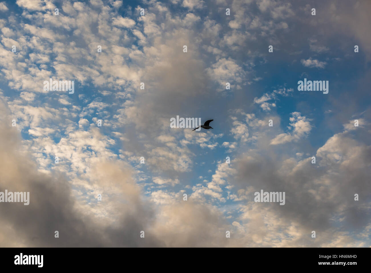 Eine Möwe Silhouette gegen Wolkengebilde mit vielen kleinen Wolken Stockfoto