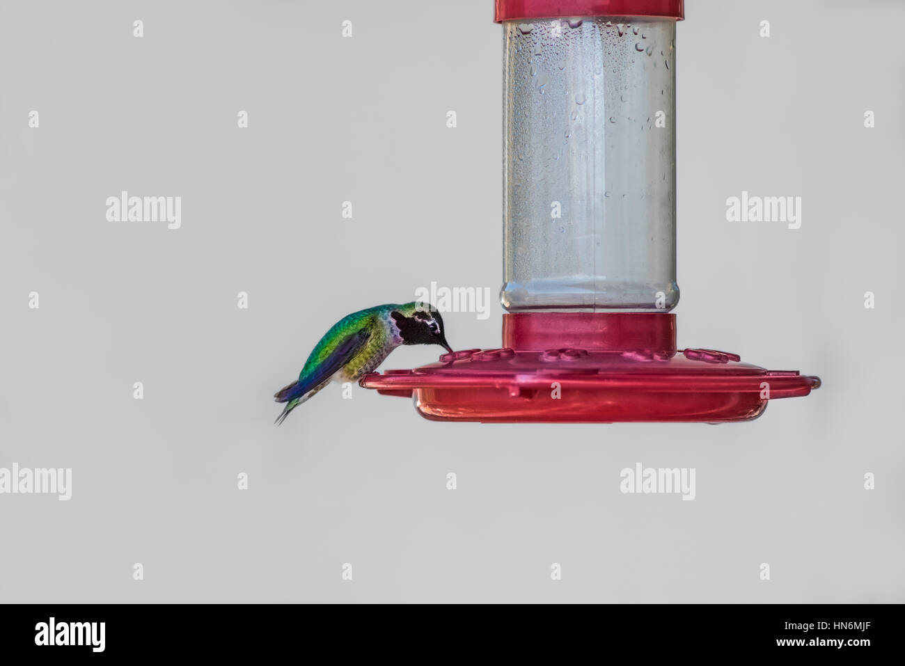 Isolierte grünen Kolibri Trinken Nektar aus roten Feeder auf weißen Hintergrund Stockfoto
