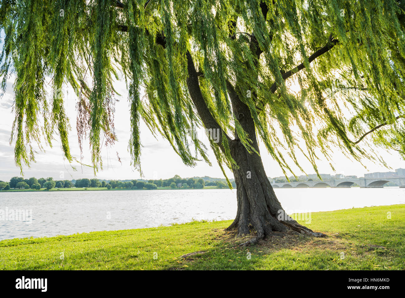 Weidenbaum, wiegen sich im Wind von Potomac River und Arlington Memorial Bridge in Washington, D.C. Stockfoto
